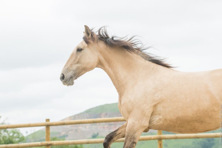 Jument Lusitanienne PP de robe Isabelle Dun lancée au galop en carrière.