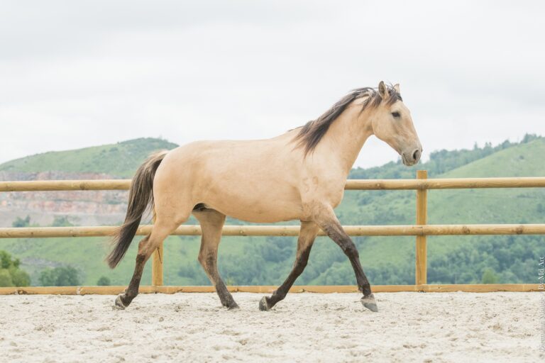 Jument Pur Sang Lusitanienne isabelle dun lancée au trot en carrière.