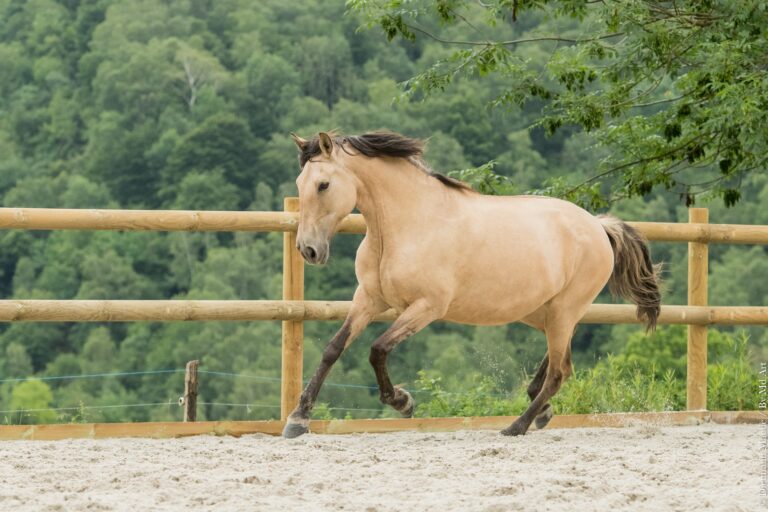 Jument Lusitanienne isabelle dun, au galop, attentive à son environnement.