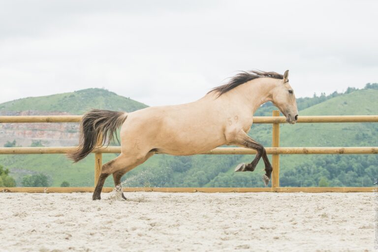 Jument Portugaise PP, isabelle dun, pris en plein vol en carrière dans les Hautes Pyrénées.