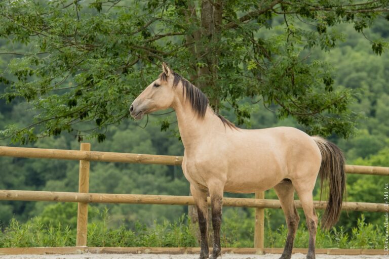 Jument PSL isabelle dun, ponctuée à 77 pts, à l'arrêt, observant son environnement.