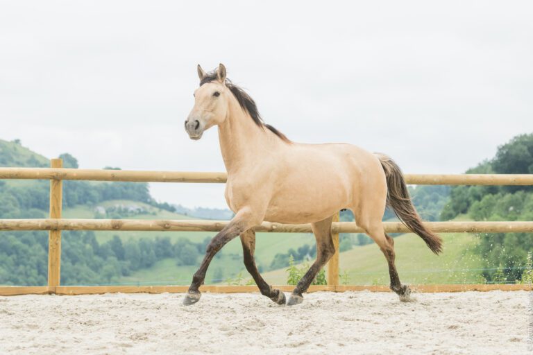 Jument PP isabelle dun, née au Portugal, dans un trot aérien, bout du nez en avant.