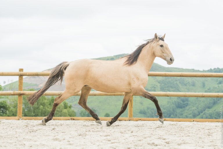 Jument Pur Sang Lusitanienne isabelle dun lancée au trot en carrière, encolure relevée.