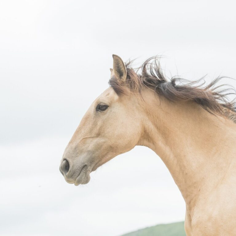 Profile en mouvement d'une jument Portugaise, isabelle dun, sur fond uni clair.