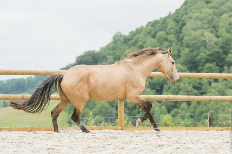 Jument Pur Sang Lusitanienne de robe isabelle lancée au galop en carrière.