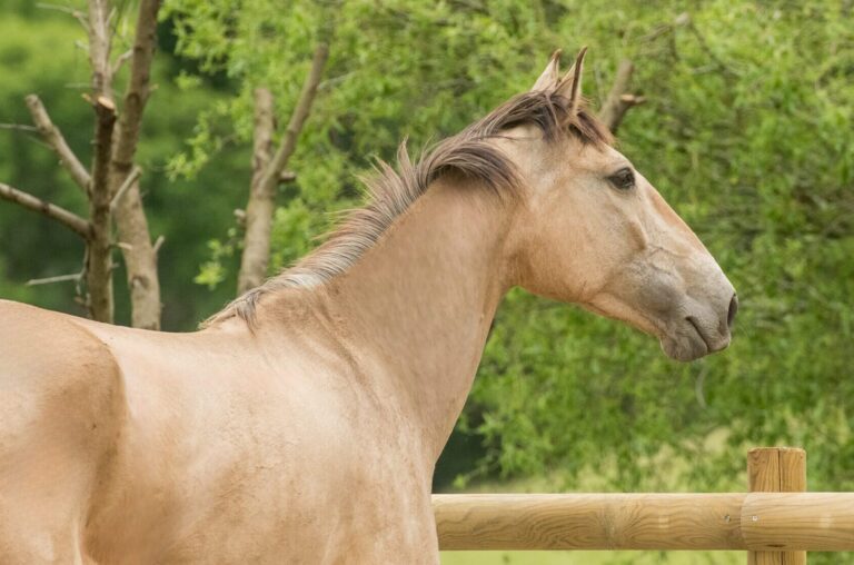 Profile 3/4 arrière d'une jument PSL isabelle à l'arrêt, observant son environnement.