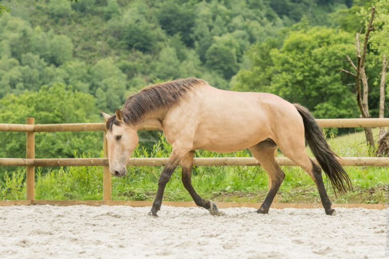 Jument Lusitanienne PP isabelle au trot, encolure basse et garrot remonté.
