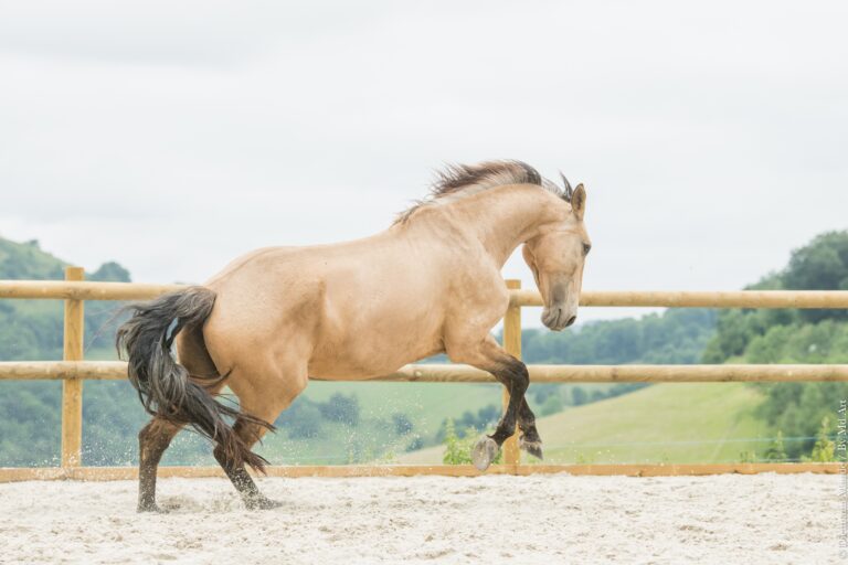 Jument Lusitanienne isabelle, racée et sportive, prise en pleine cabriole dans les Hautes Pyrénées.