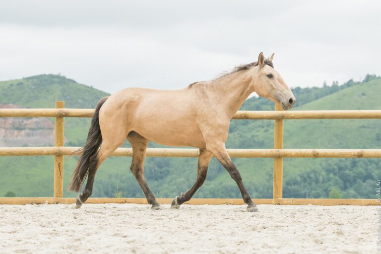 Jument de race Portugaise isabelle, ponctuée à 74,5 pts, au trot en carrière.