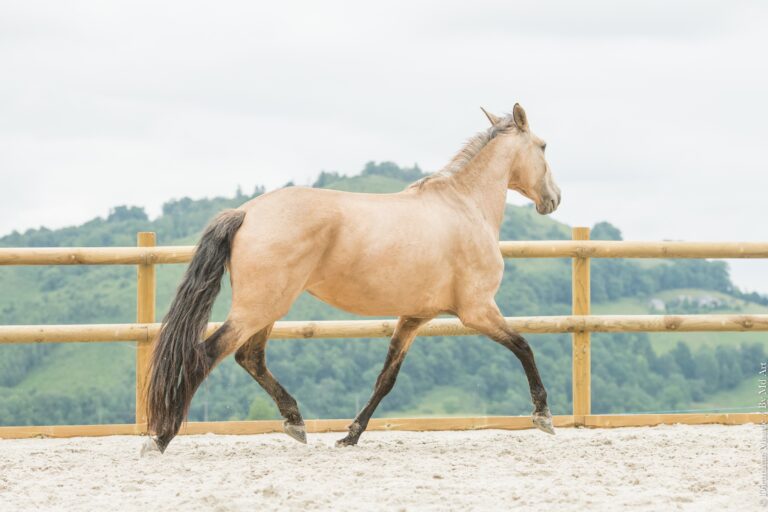 Jument Pur Sang Lusitanienne de robe isabelle lancée au trot en carrière.