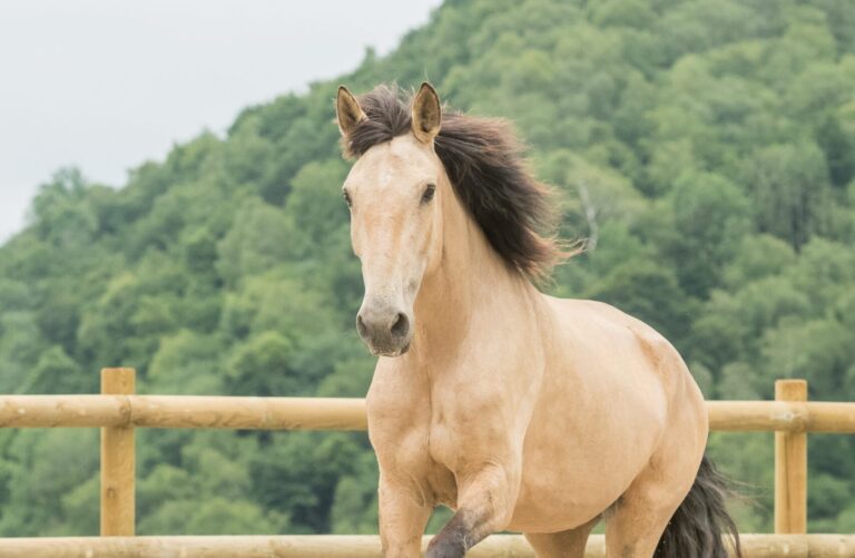 Jument PSL PP de robe isabelle prise de face, oreilles pointées, en mouvement.