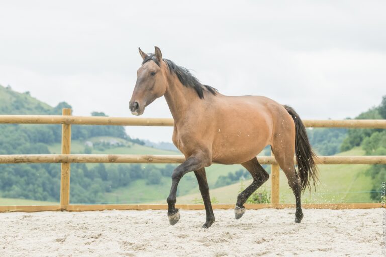 Poulinière Lusitanienne bai dun, au trot, encolure relevée.