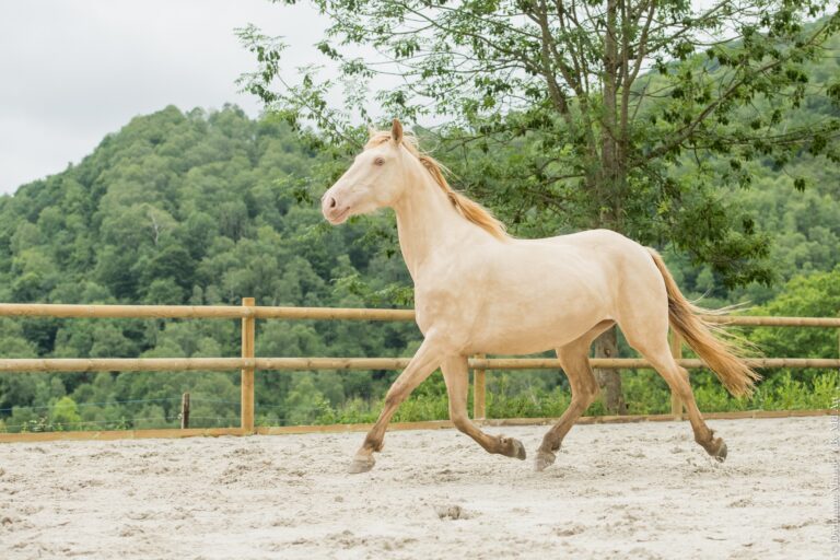 Poulinière ibérique isabelle pearl, très expressive, au trot, encolure relevée au Domaine de Sirius.