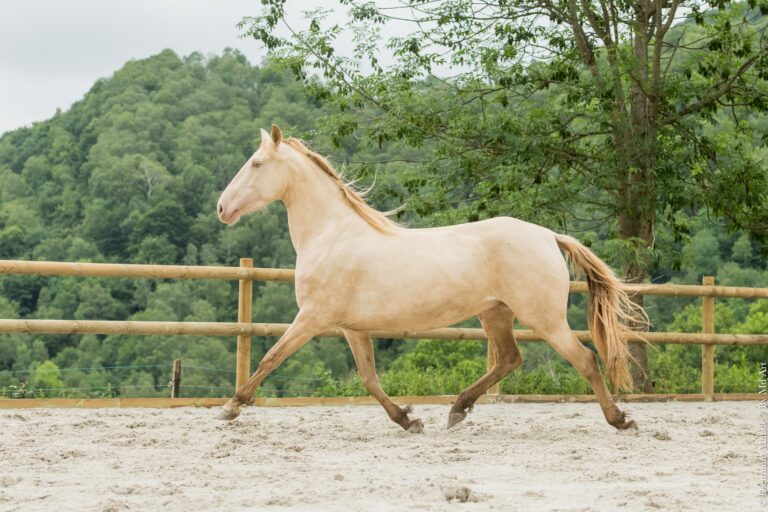 Poulinière ibérique isabelle pearl, au trot, encolure relevée.