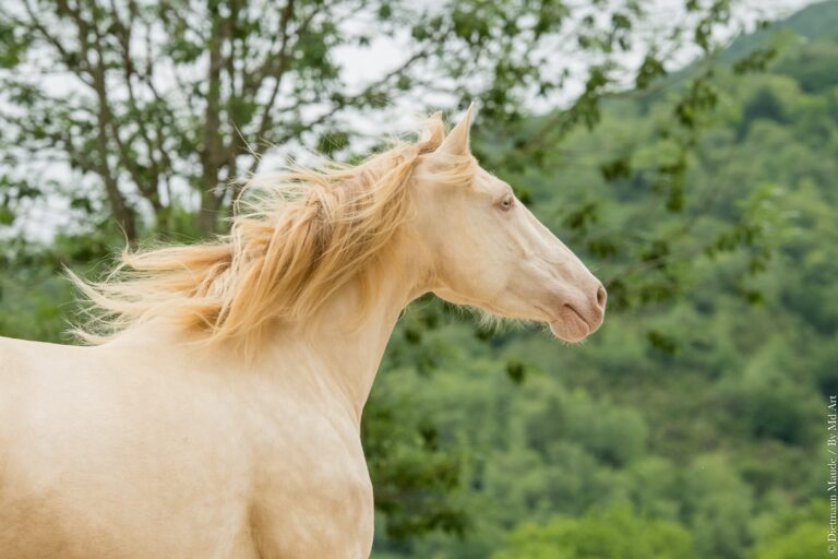 Poulinière ibérique isabelle pearl au galop, tête relevée, regard au loin.
