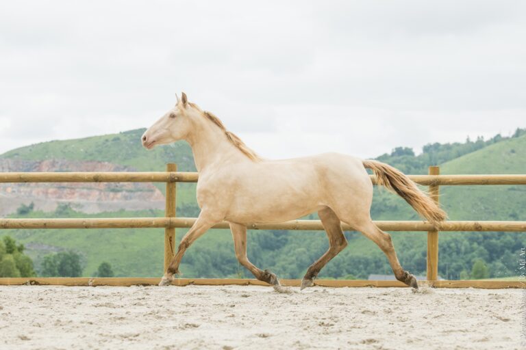 Poulinière ibérique Cr/Prl sur base bai, au trot, nez relevé.