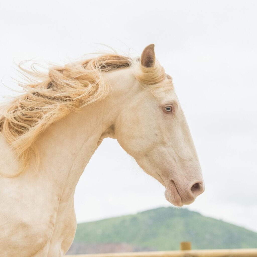 Portrait profile d'une jument ibérique Cr/Prl en mouvement, oreilles à l'écoute, regard concentré naseaux dilatés.