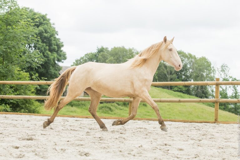 Jument ibérique crème pearl, au trot allongé, en carrière dans les Hautes Pyrénées.