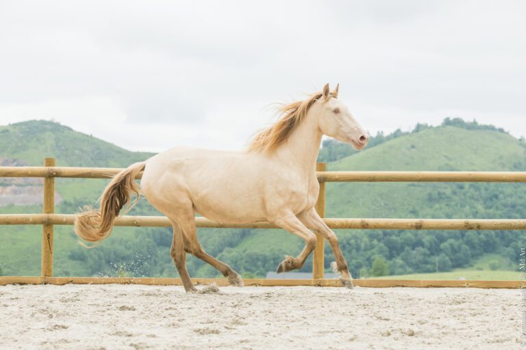 Jument ibérique crème pearl, petite fille de Bronco PM, au galop, en carrière.
