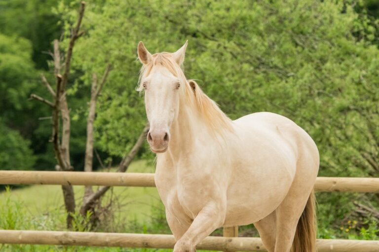 Jument ibérique crème pearl, à l'affut des signaux extérieurs.