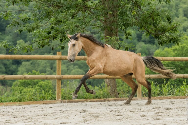 Jeune entier Portugais PP Isabelle au galop, port de tête noble, oreilles attentives.
