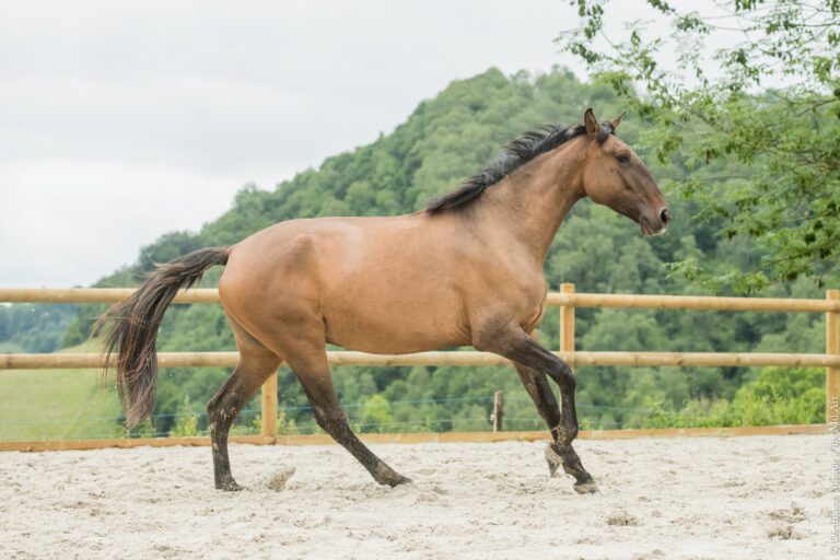 Jument Pur Sang Lusitanienne de robe bai dun, oreilles mobiles, au galop.