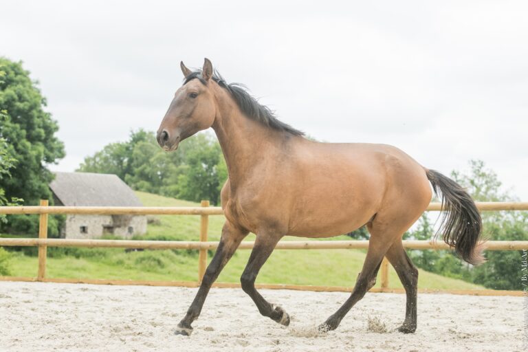 Jument Lusitanienne PP de robe bai dun, au trot en carrière.