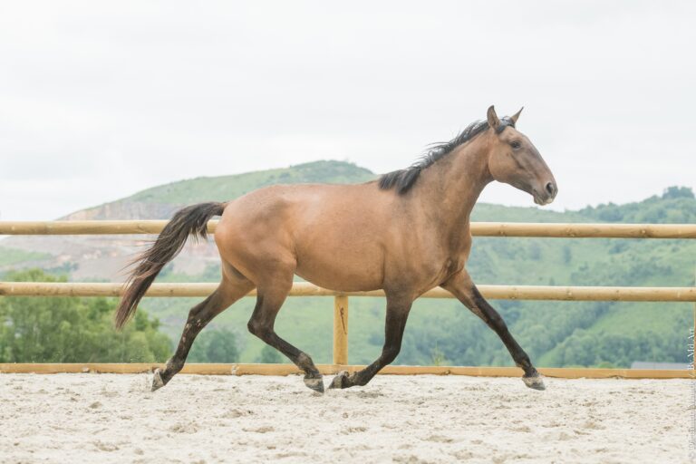 Jument de race Portugaise bai dun, dans un trot allongé et compact dans les Hautes Pyrénées.
