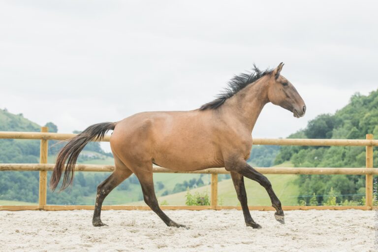 Jument Pur Sang Lusitanienne bai dun, au galop, oreilles pointées vers l'avant.
