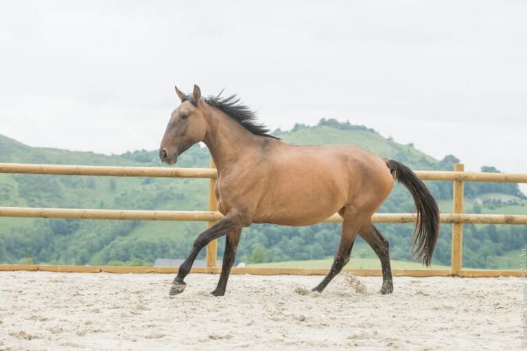 Jument Portugaise de robe bai dun, au galop, en carrière.