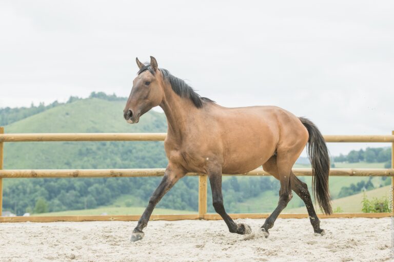 Jument Lusitanienne Plein Papiers bai dun, dans un trot ample et fonctionnel.