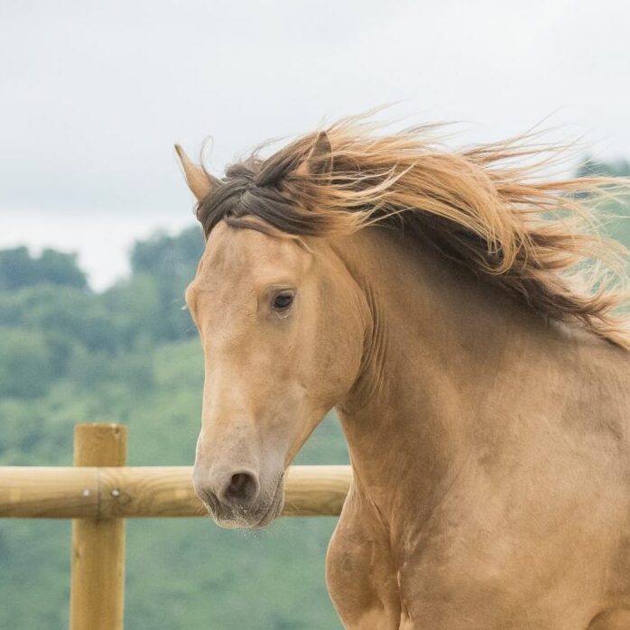 Portrait d'un entier lusitanien double pearl lancé au galop dans une carrière.