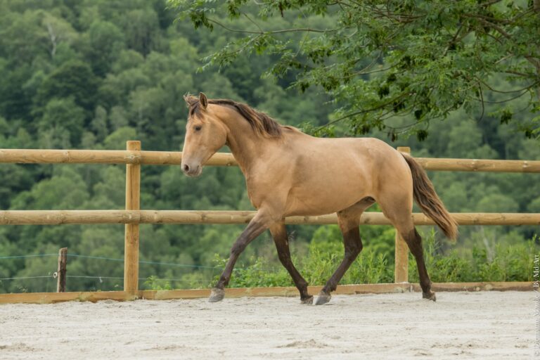 Etalon Portugais double pearl au trot dans une carrière avec un bel engagement et un geste ample.