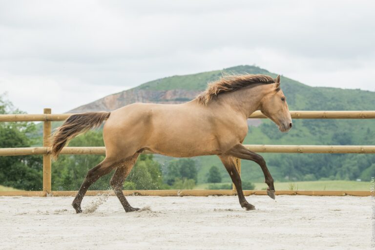 Etalon Pur Sang Lusitanien de robe double pearl au galop dans une carrière, de profile.