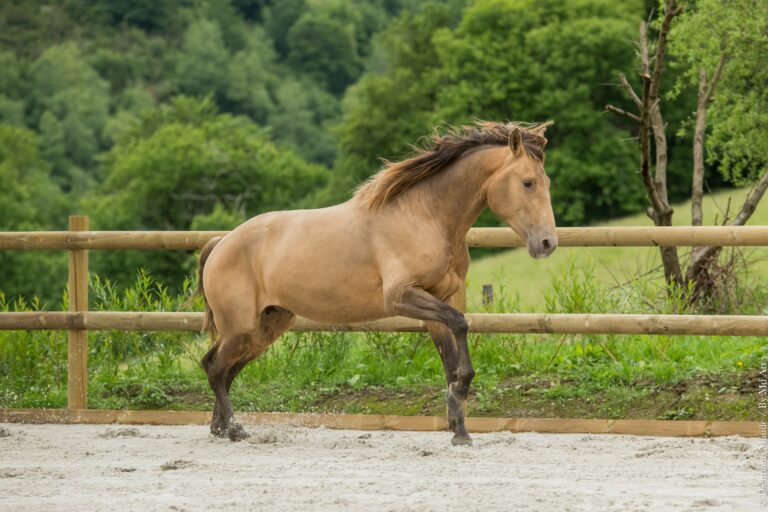 Entier de race Portugaise, double pearl, lancé au galop dans une carrière, attentif à son environnement.