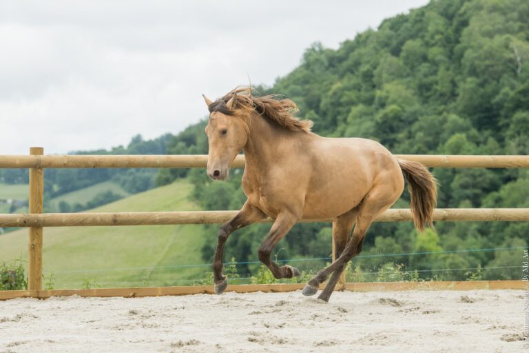 Entier Lusitanien PP de robe double pearl au galop rassemblé dans une carrière.