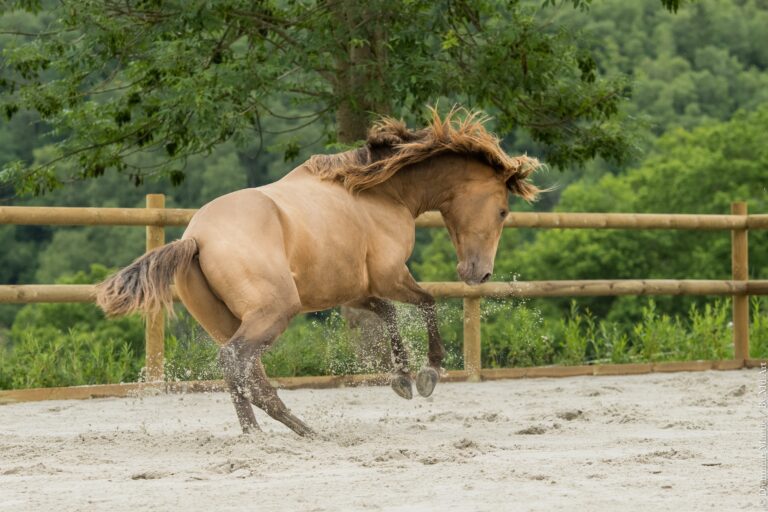 Entier Lusitanien de 3 ans, homozygote Prl, pris au vol lors d'une cabriole 3/4 arrière.