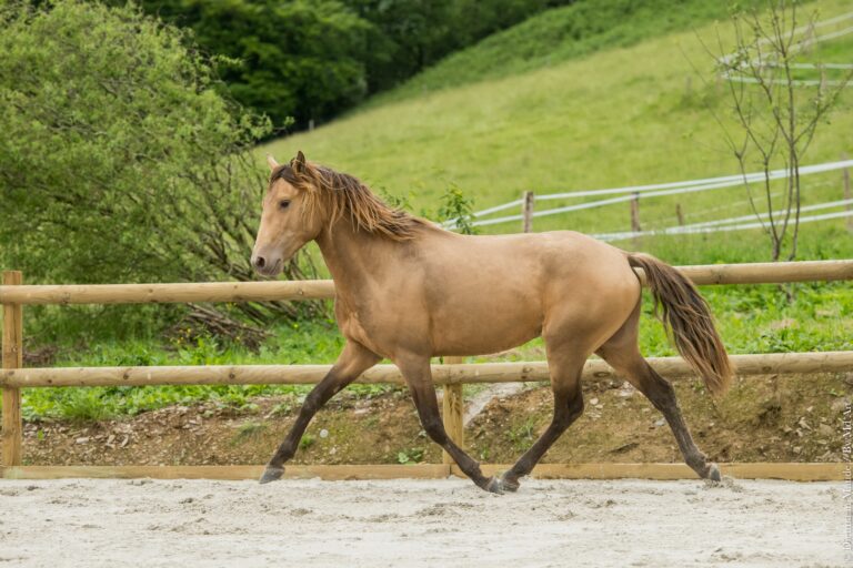Etalon Pur Sang Lusitanien de robe double pearl au trot, beau geste et garrot remonté.
