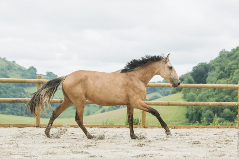 Entier Pur Sang Lusitanien PP Isabelle de 2 ans, au galop, crinière au vent.