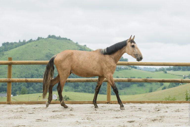 Entier PSL PP Isabelle de 2 ans, belles origines, au pas, en carrière, tête relevée.