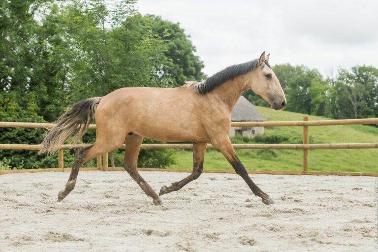 Jeune cheval Portugais Isabelle, au trot avec un geste ample et un bel engagement.