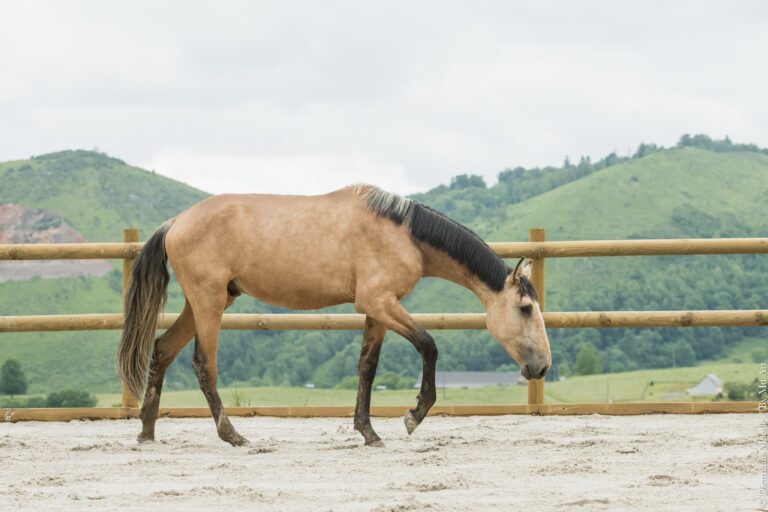 Jeune entier Lusitanien Isabelle de 2 ans, marchant en carrière, bout du nez vers le sol.