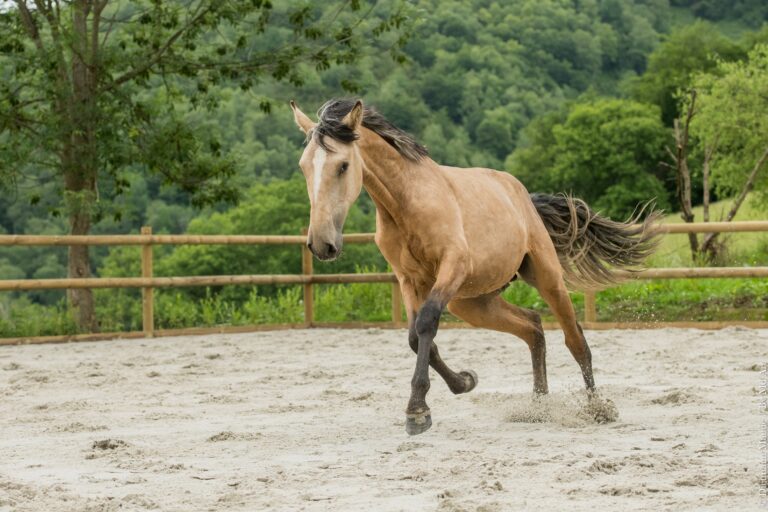Jeune entier PSL PP Isabelle de 2 ans, au galop de 3/4, attentif à son environnement.