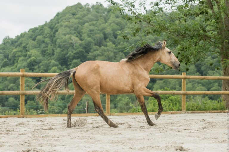 Jeune cheval Portugais Isabelle de 2 ans, au galop, tête haute, bout du nez vers l'avant.