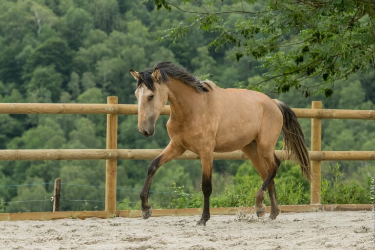 Jeune entier Pur Sang Lusitanien Isabelle, au trot, encolure arrondie, regardant du coin de l'oeil.