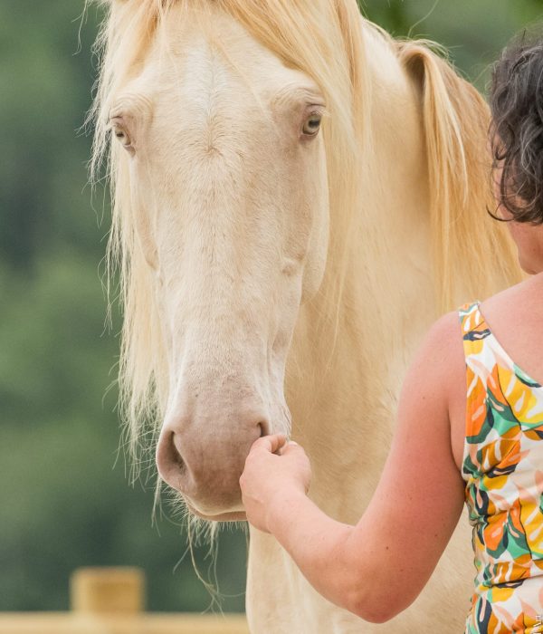 Elevage-conscient-hautes-pyrenees Jument ibérique isabelle pearl en connexion avec son éleveuse au Domaine de Sirius