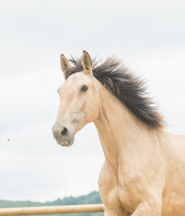 Jument Pur Sang Lusitanienne au galop, crinière au vent au Domaine de Sirius.