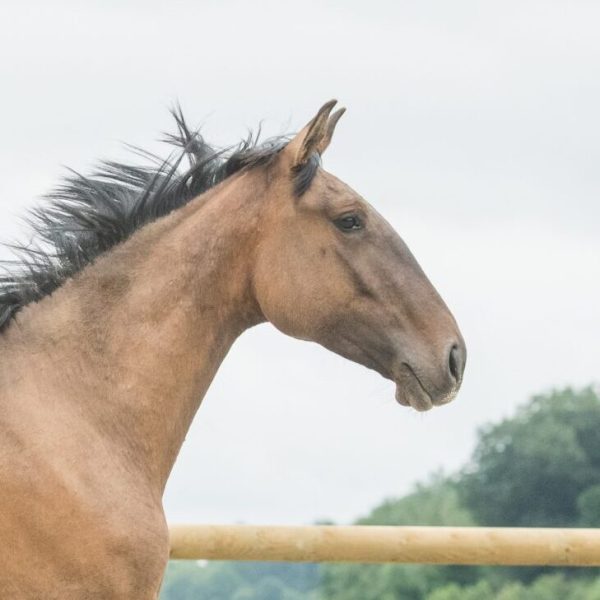 Portrait de profile d'une jument pur sang lusitanienne bai dun devant une barrière en bois.