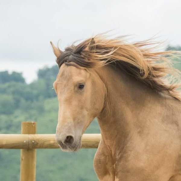 Portrait d'un entier lusitanien double pearl lancé au galop dans une carrière.